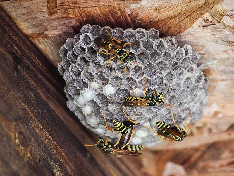nids de guêpes