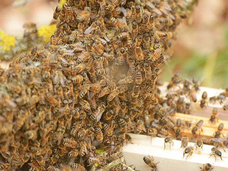 Récupération d'essaims