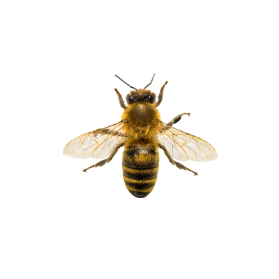 Abeille domestique