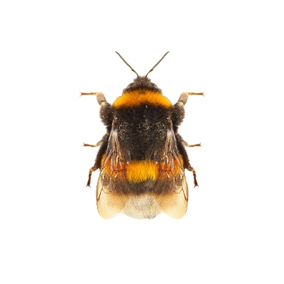 Bourdon terrestre