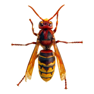Frelon européen